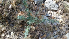 Ceanothus cordulatus