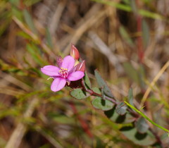 Boronia parviflora