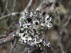Hypotrachyna arsenei