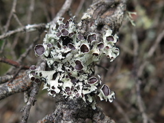 Hypotrachyna arsenei