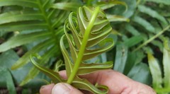 Blechnum brasiliense