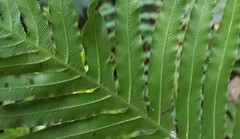 Blechnum brasiliense