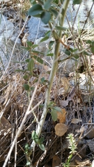 Ceanothus cordulatus