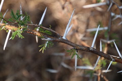 Vachellia karroo