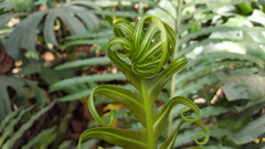 Blechnum brasiliense