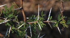 Vachellia karroo
