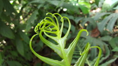 Blechnum brasiliense