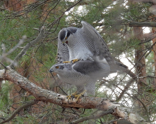 Azor común (Accipiter gentilis)