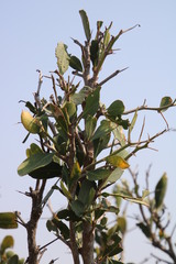 Gymnosporia senegalensis