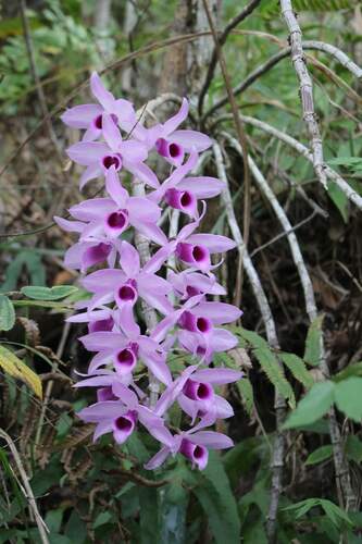 Dendrobium anosmum