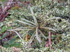 Pseudopanax linearis