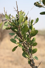 Gymnosporia senegalensis