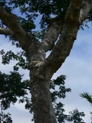 Albizia niopoides