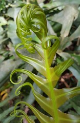 Blechnum brasiliense