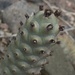 Paper-Spined Cholla - Photo (c) Diego Almendras G., some rights reserved (CC BY-NC), uploaded by Diego Almendras G.