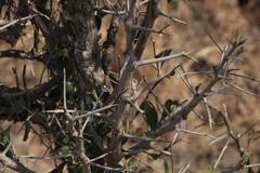 Gymnosporia senegalensis