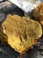 Calvatia rubroflava