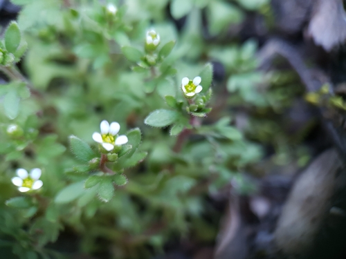 Saxifraga tridactylites image