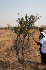 Gymnosporia senegalensis