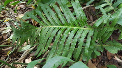 Blechnum brasiliense