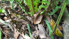 Blechnum brasiliense