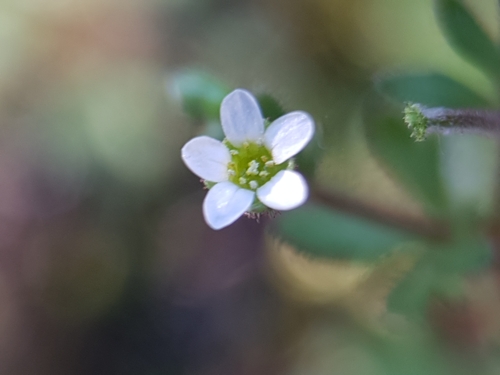 Saxifraga image