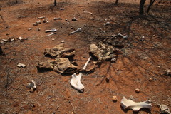 Ceratotherium simum simum