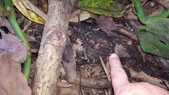Blechnum brasiliense