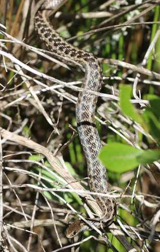 Cape Reed Snake