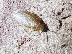 Compsodes schwarzi