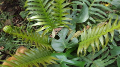 Blechnum brasiliense