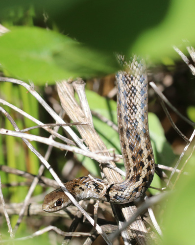 Cape Reed Snake