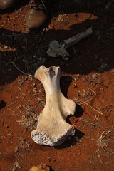 Ceratotherium simum simum