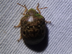 Diolcus chrysorrhoeus