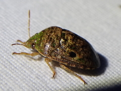 Diolcus chrysorrhoeus