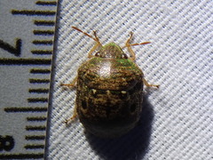 Diolcus chrysorrhoeus