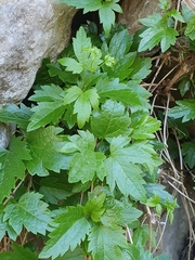 Clematis cirrhosa image