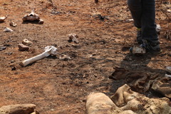 Ceratotherium simum simum