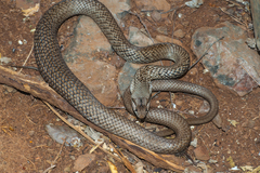 Cubophis cantherigerus