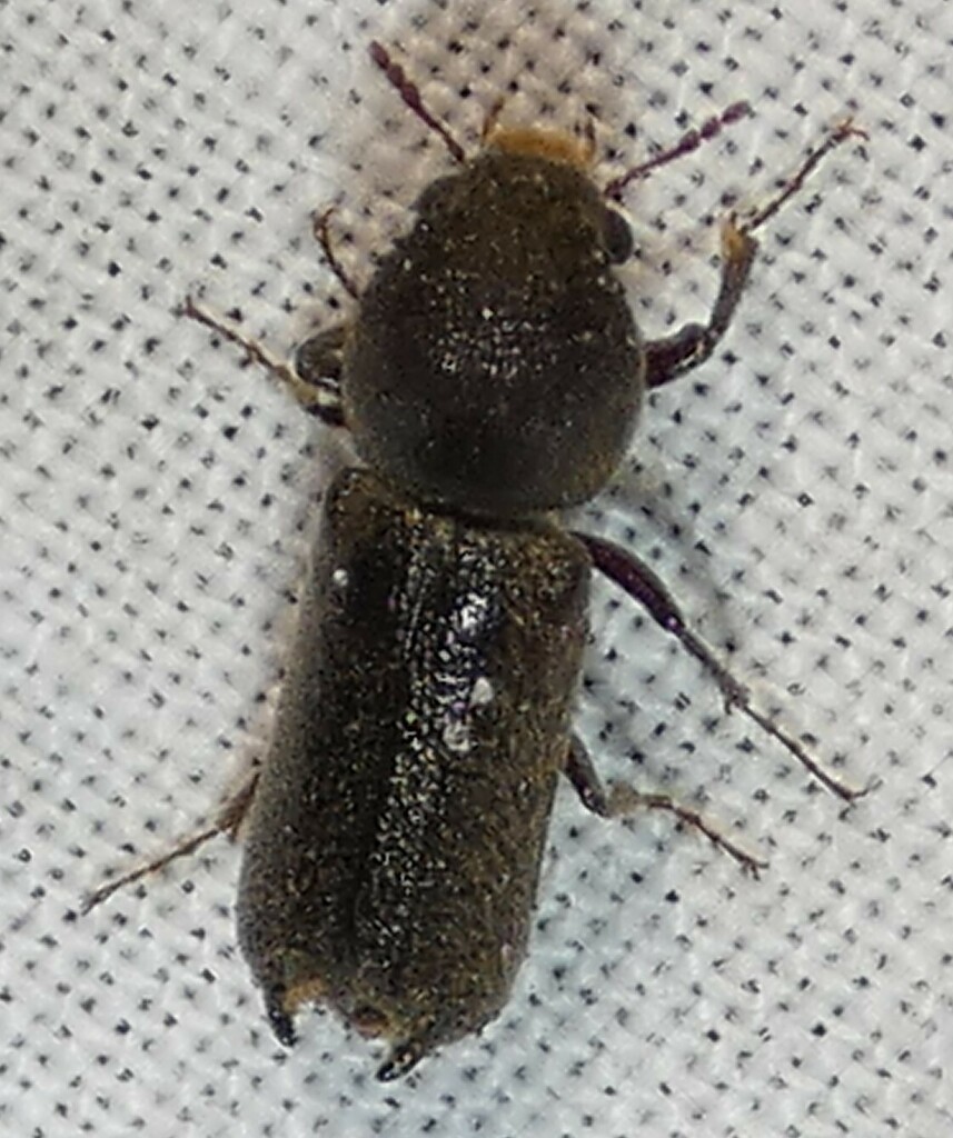 Oriental wood borer