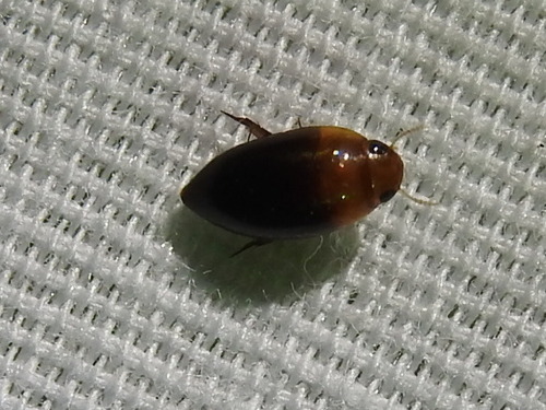 Noteridae