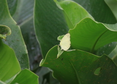 Eurema blanda arsakia