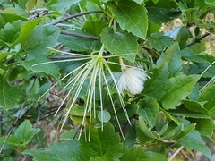 Clematis cirrhosa image