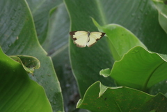 Eurema blanda arsakia
