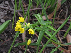 Gymnospermium odessanum, photograph Oleksandr Shynder, CC BY, iNaturalist via GBIF