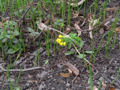Gymnospermium odessanum, photograph Oleksandr Shynder, CC BY, iNaturalist via GBIF