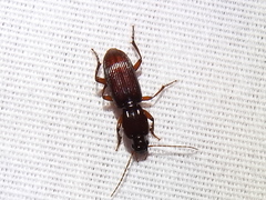 Stenomorphus californicus rufipes