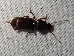 Stenomorphus californicus rufipes