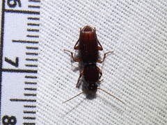 Stenomorphus californicus rufipes