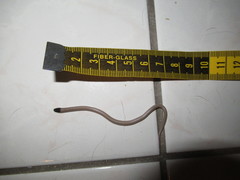 Tantilla hobartsmithi